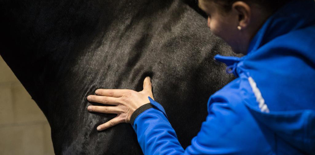 Sportmassage voor paarden